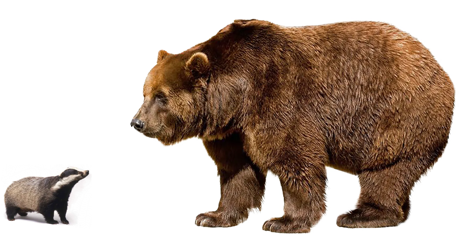 bear icon for mobile apps, simple UI design, free png